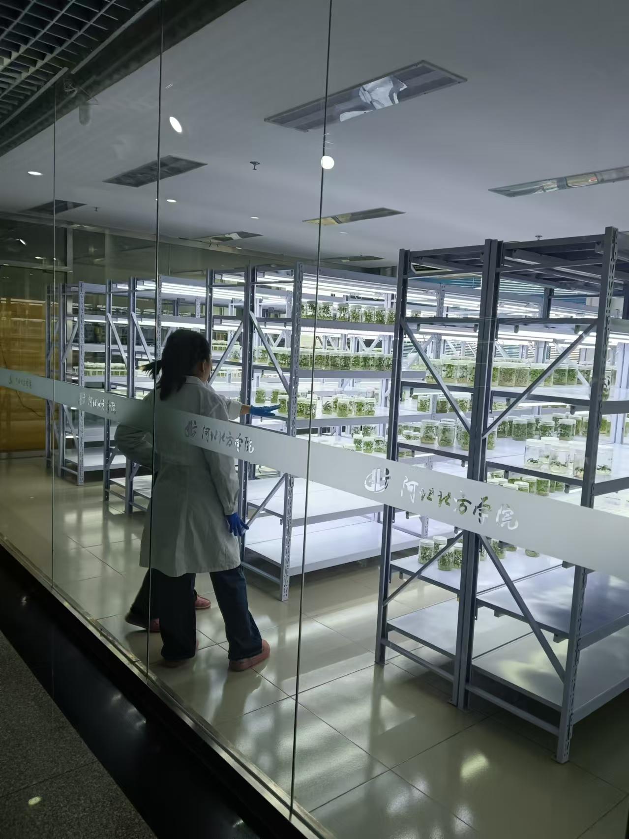 聊城植物组培室设计的基本布局有哪些？