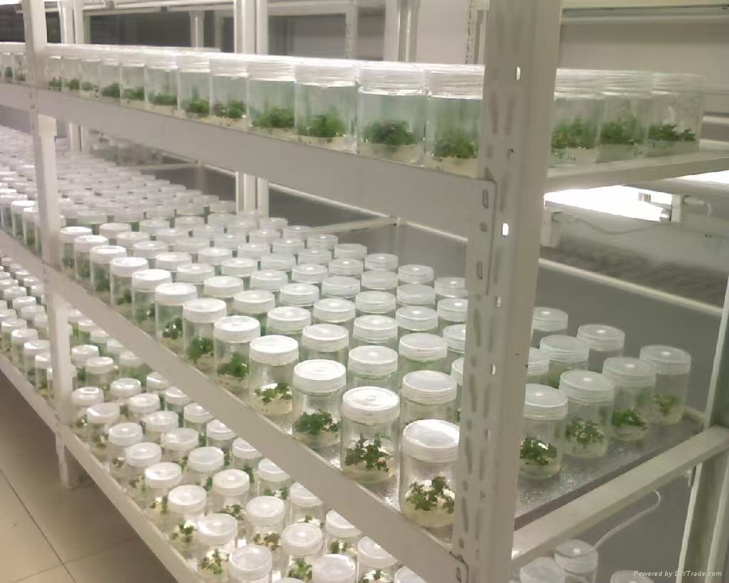 聊城组培实验室应该如何布局